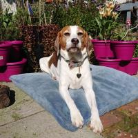 Cwtches Dog - Training & Behaviour image 4